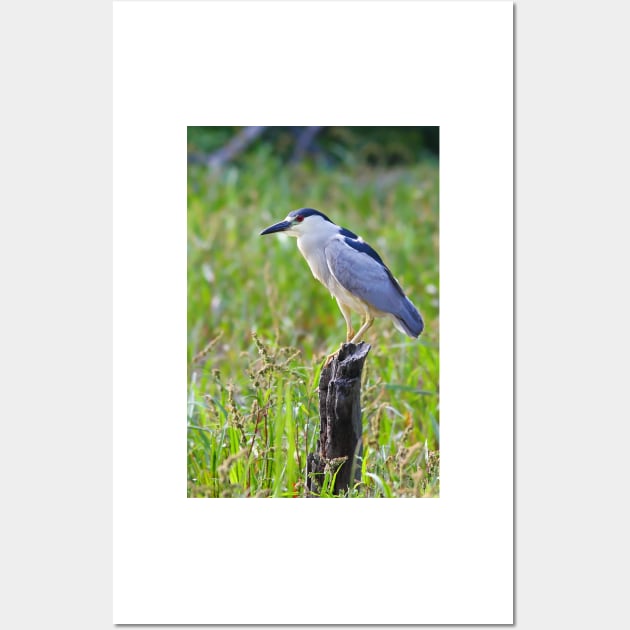 Black-crowned Night Heron Wall Art by Jim Cumming